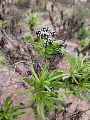 Heliotropium stenophyllum
