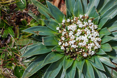 Valeriana rigida