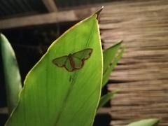 Synchlora cupedinaria