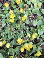 Lysimachia nummularia