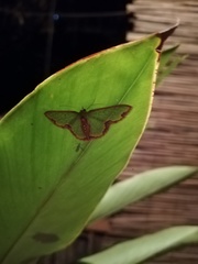 Synchlora cupedinaria