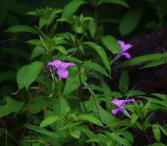 Barleria prattensis