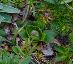 Eryngium humile