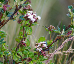 Ageratina rosei