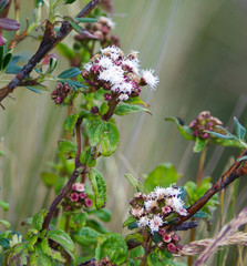 Ageratina rosei