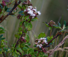 Ageratina rosei