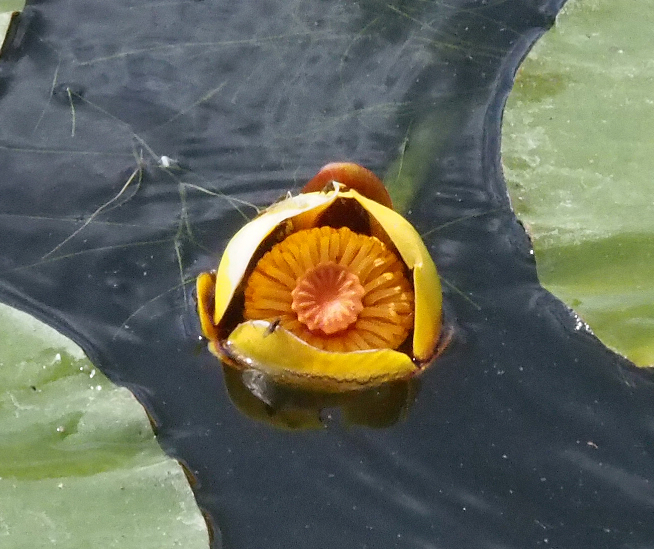 Nuphar X rubrodisca