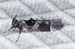 Pseudochelaria scabrella