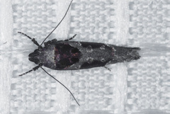 Pseudochelaria scabrella