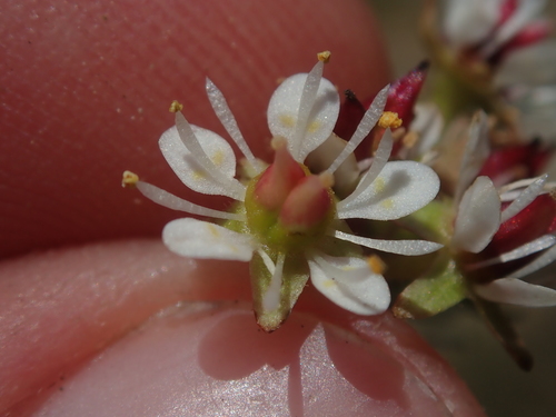 Image of Micranthes idahoensis by (c) Nolan Exe, some rights reserved (CC BY)