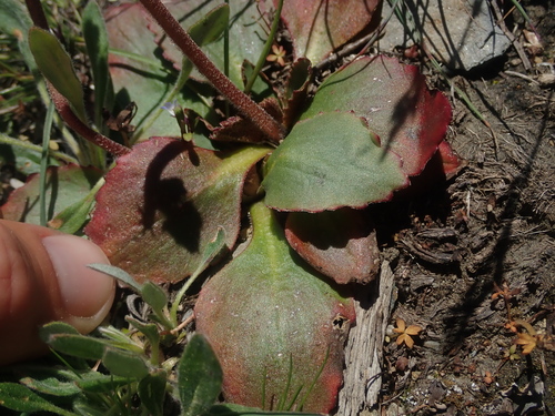 Image of Micranthes idahoensis by (c) Nolan Exe, some rights reserved (CC BY)