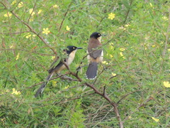 Black-Capped Donacobius photo 3