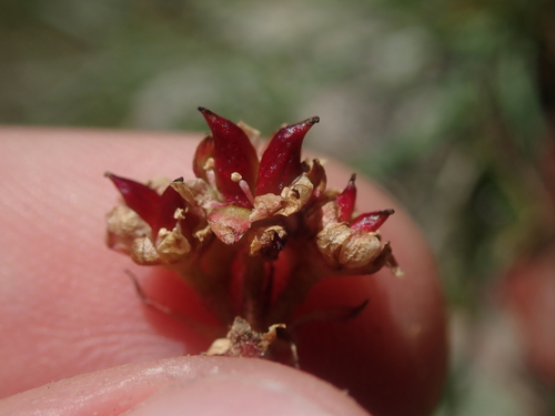 Image of Micranthes idahoensis by (c) Nolan Exe, some rights reserved (CC BY)