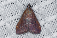 Pyrausta atropurpuralis