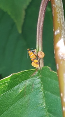 Promalactis procerella