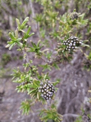 Heliotropium stenophyllum