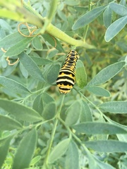 Papilio polyxenes