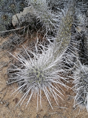 Trichocereus nigripilis