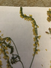 Melilotus officinalis