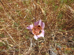 Calochortus vestae
