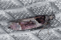 Pseudochelaria scabrella
