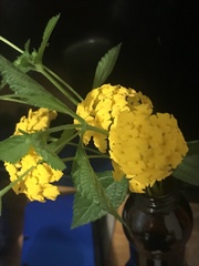 Lantana × hybrida