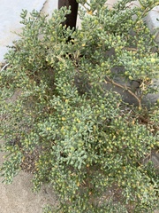 Tetraena