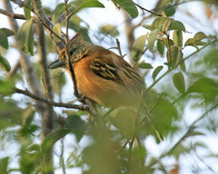 Sakesphorus canadensis pulchellus