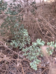Tetraena