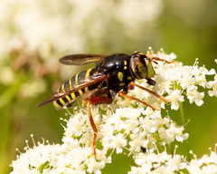 Spilomyia diophthalma