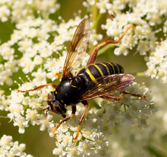 Spilomyia diophthalma