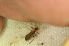 Podabrus cavicollis