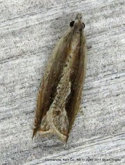 Ancylis goodelliana