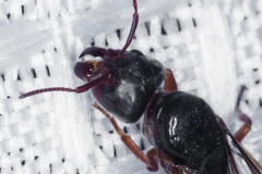 Liometopum occidentale