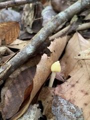 Entoloma murrayi