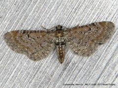 Eupithecia strattonata