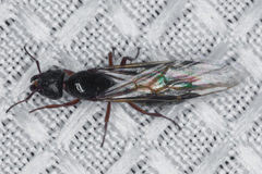 Liometopum occidentale