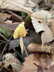 Entoloma murrayi