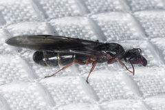 Liometopum occidentale