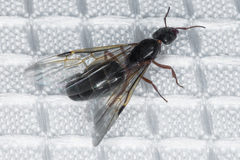 Liometopum occidentale