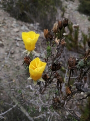 Balbisia peduncularis