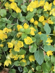 Lysimachia nummularia