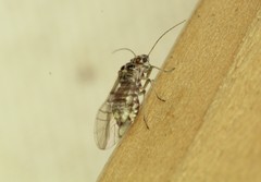 Teliapsocus conterminus