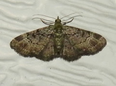 Pasiphila rectangulata