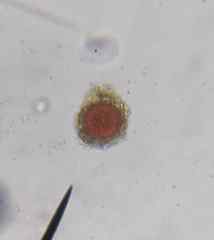 Chlamydomonas nivalis