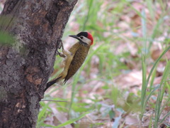 Colaptes punctigula