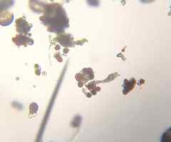 Chlamydomonas nivalis