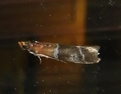 Moodna ostrinella