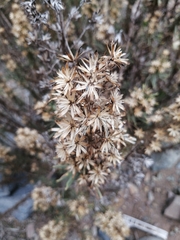 Pleocarphus revolutus