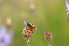 Melitaea deione